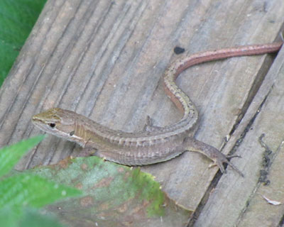 �H�͏������q�������݂���