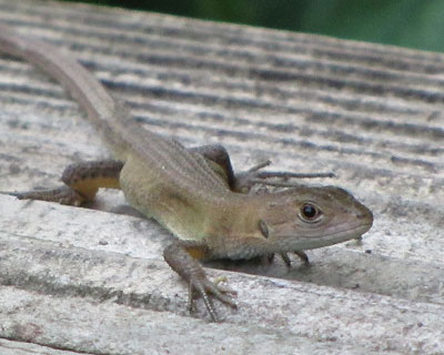 �E�G�X�g���ׂ�