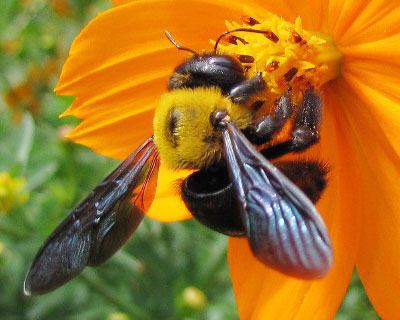 �N�}�o�`�̃E�G�X�g�ɂ͐������܂肻��