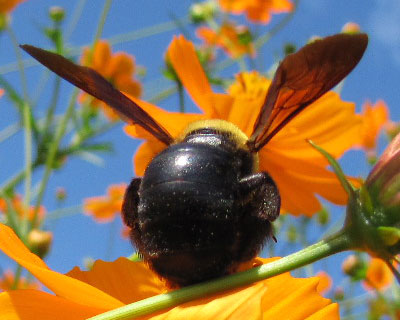 �E�G�X�g���ׂ��Ă��K���R�����̃i�C�X�o�e�B