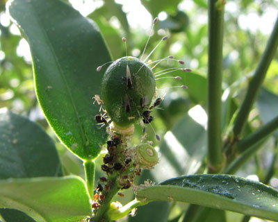 �L���J���ɃA�u�����V������������A�h�q�R������Ă���