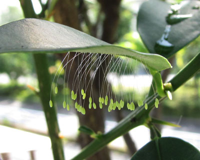 ��������̃N�T�J�Q���E�̗�