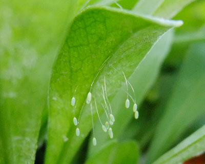 ���̑��ɂ̓A�u�����V�͂��Ȃ��̂���