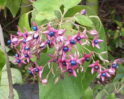 �N�T�M�̎��͉Ԃ݂���