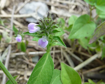 �L�c�l�m�}�S