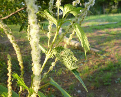 ���u�}�I�ɉ������ɂ����܂ꂽ�t���ς�