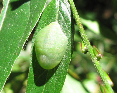 �E���M���V�W�~��匂ۂ�