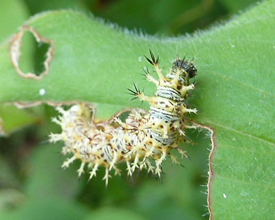 �ߏ��Ƀ����^�e�n�̗c���𔭌�