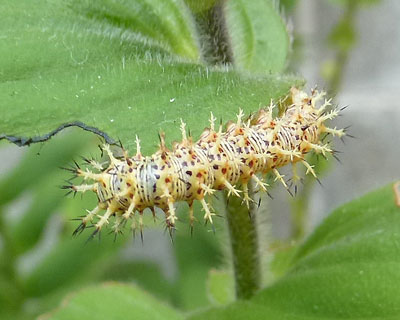 �����A�����I�����W���ۂ��Ȃ���