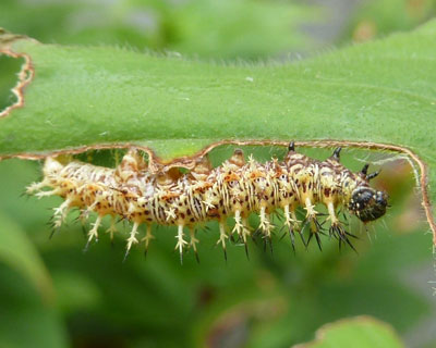 ���ɓ��ɍʂ肪