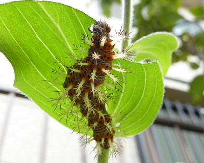 �g�Q��������