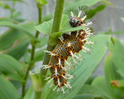 �Ƃɂ����H��