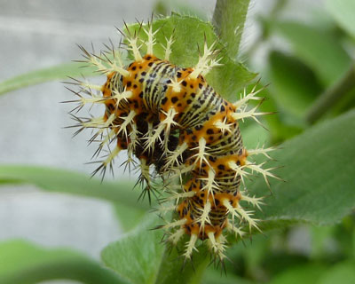 �ŏ��̂��p�������Đ�����A�ʂ̂𔭌�