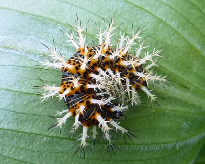 ���Ȃ��͒ɂ��Ȃ��̂��H