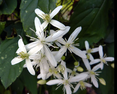 �Z���j���\�E