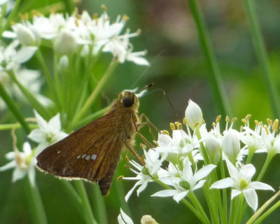 �Z�Z�������̓j���D��