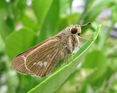 �~�J���Ɏ~�܂��Ă����C�`�����W�Z�Z��