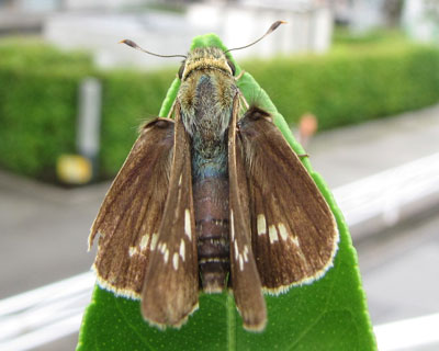 ��납�猩�ĂĂ������Ȃ�