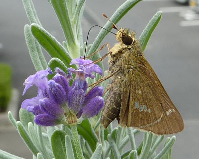 �ˑR��юn�߂ċz���܂���