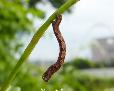 �������̂悤�ɏ����������V���N�g�����V