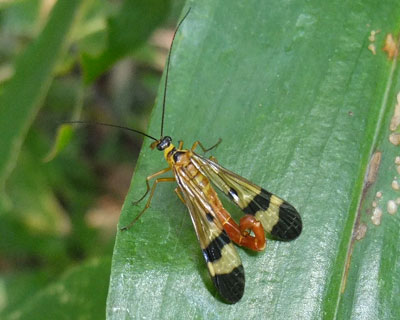 ���}�g�V���A�Q�͔��������