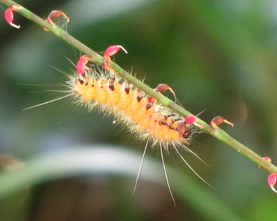 �~�Y�q�L�ɂ����̂̓X�W�����q�g���H