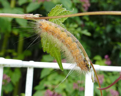 ������Ȃ񂾂����Ă邯��