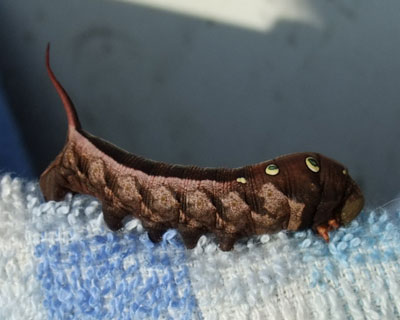 �܂��������R�X�Y��