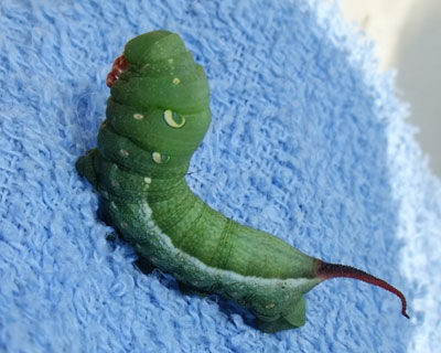 �{���Ă�݂���