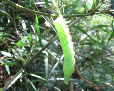 ������R�X�Y���Ɏ��Ă邯��