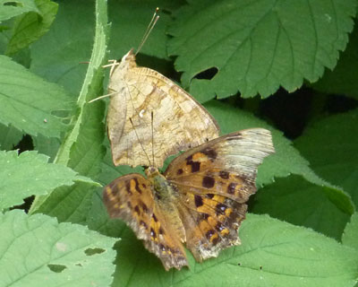 ��������������Ă��L�^�e�n