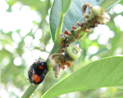 ����ɋ��͂Ȗh�q�R������