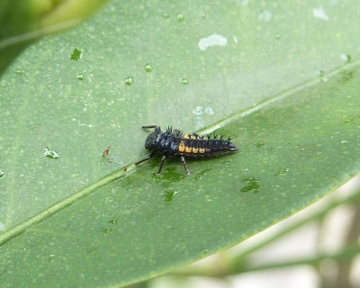 �Ⴂ�l���Q��