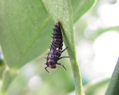 �悭���邱�̎p���͒E�珀���H