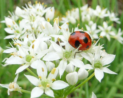 �����C�̂Ȃ��������