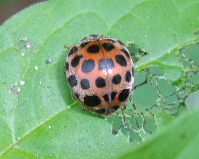 �j�W���E���z�V�e���g�E����