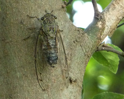 �S�����͌��₷�������c�N�c�N�{�E�V