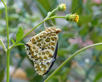 �������񂺂񒿂����Ȃ��c�}�O���q���E����