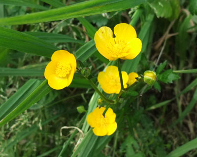 �t�Ɍ����E�}�m�A�V�K�^