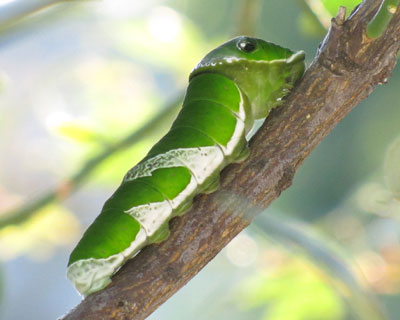 ���N���P�O���Ƀi�K�T�L�A�Q�n���Q�C