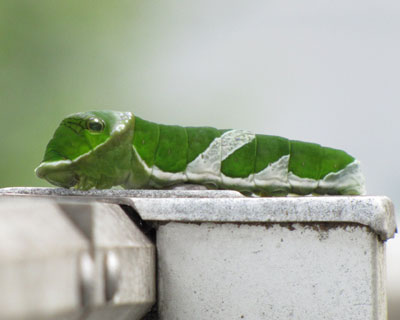 �����A���ɏo���P�C���s���s����