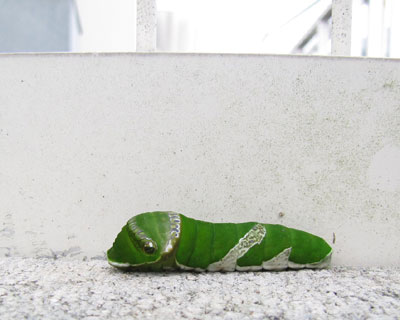 ���̓��A������l���u���b�N�̏�ŋx��ł���