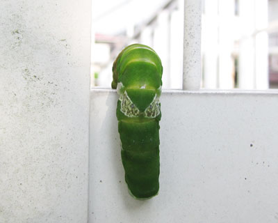 ����̂ڂ�n�߂�