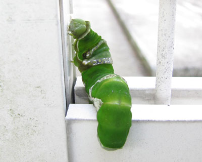 �T�������