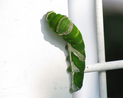 �����������E���`�F�b�N