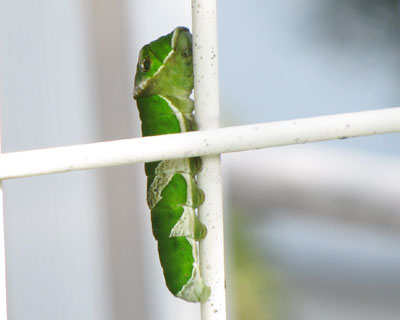 �R�O����ɂ͂����Ԉړ����Ă�