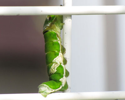 �Ђ��܂���