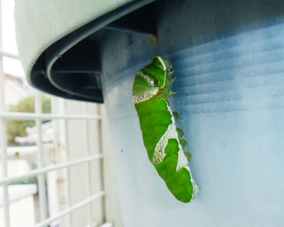 ������Ƃ̂ڂ�ɂ�������