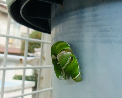 ��߂Ƃ�����