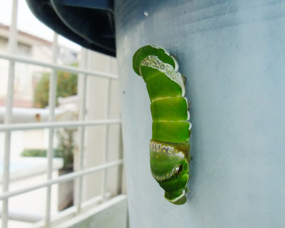 �t���ł�������